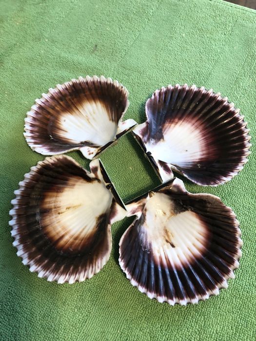 Ракушки для декору