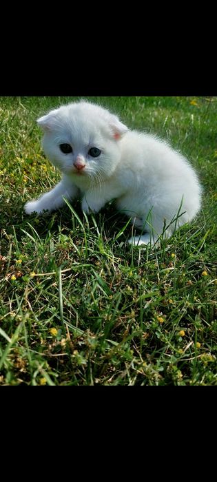 Шотландський хлопчик