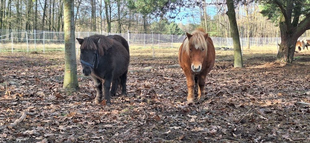 Kucyk,klaczka do adopcji