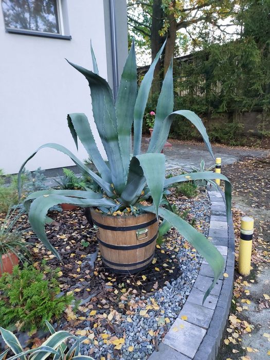 Agawa Amerykańska Duża