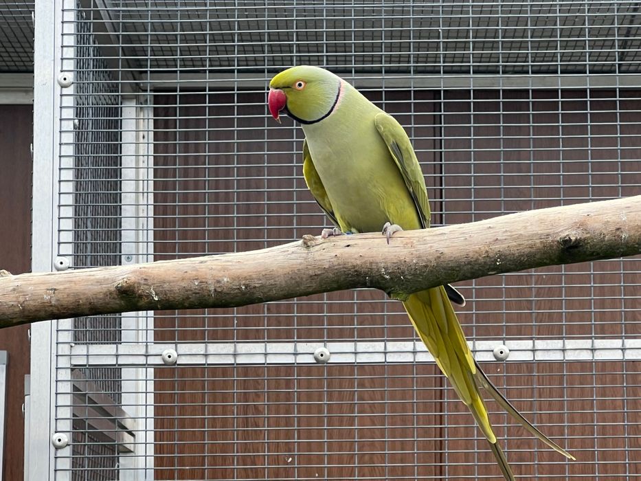 Aleksandretta obrożna