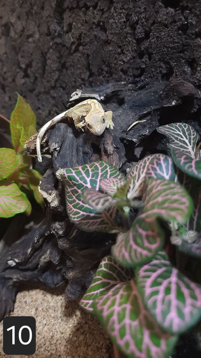 Młode gekony orzęsione wielokolorowe