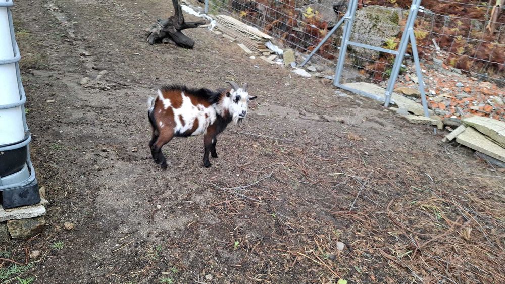 Vendo  cabrito anão