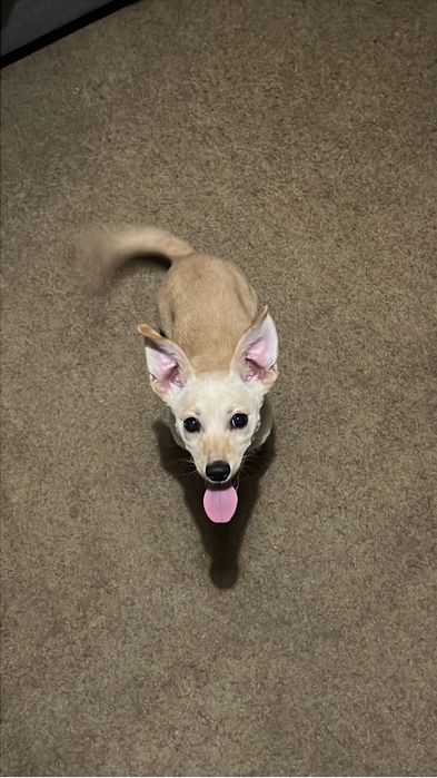 Cão para adoção responsavel