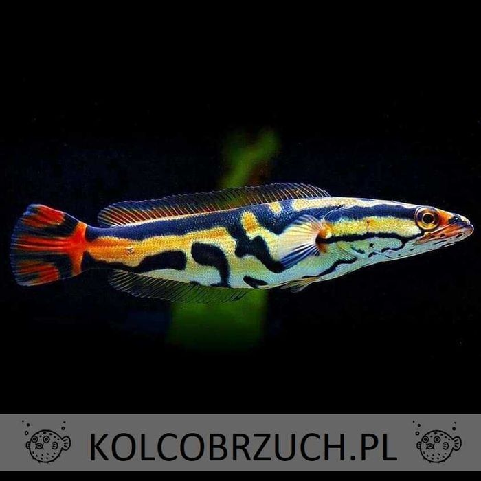 Channa EMAS - rarytas. Dowozimy, wysyłamy