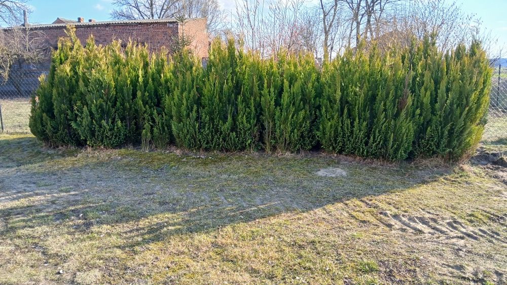 Sprzedam młode tuje