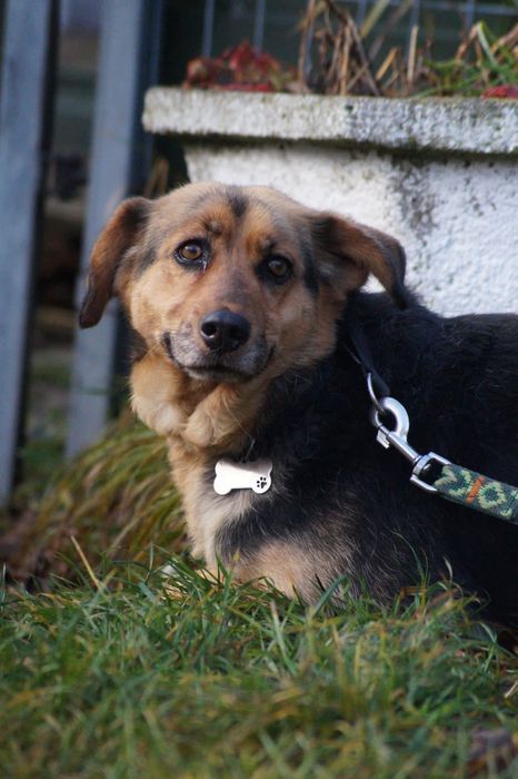 Łagodna i wierna suczka- adoptuj Elke