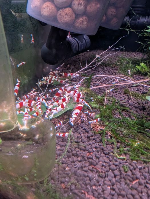 Krewetki Crystal Red PRL