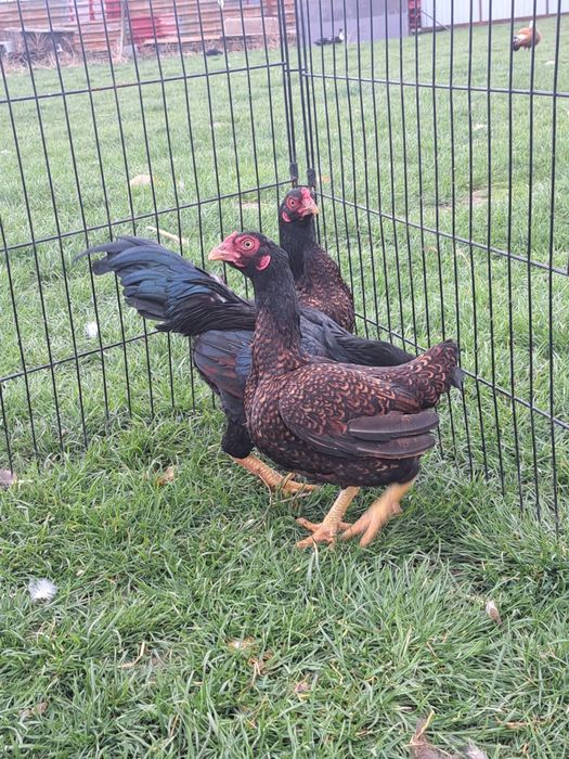 Bojowiec indyjski bojowce indyjskie transport