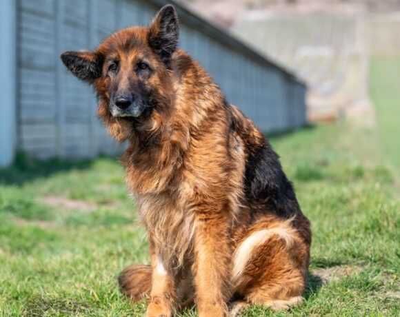 Suczka DŻASTA ogląda się za domkiem!