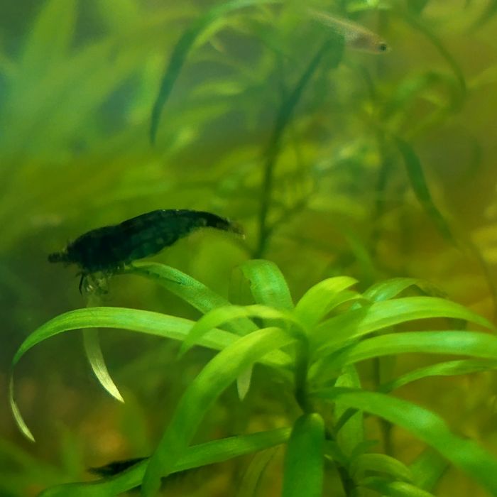 Krewetki Blue Velvet – Intensywny błękit/granat