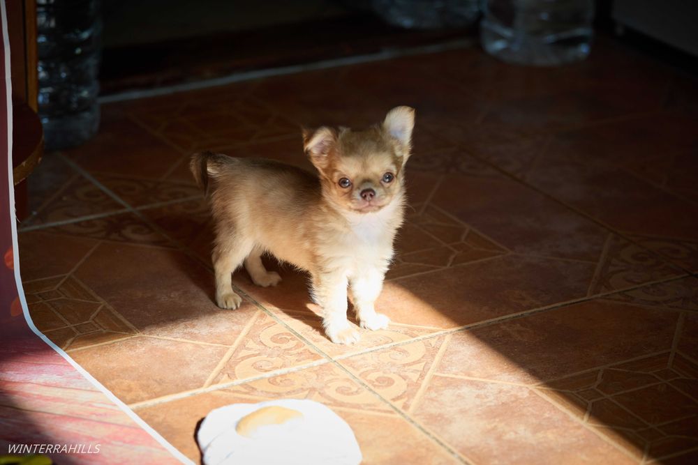 Чіхуашечки крихітки КСУ