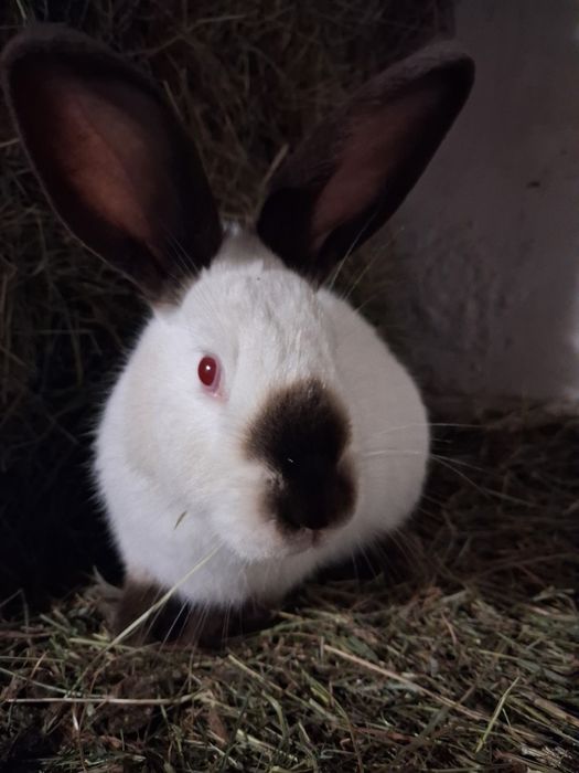 Кролики на плем'я