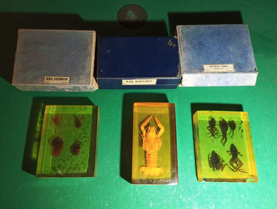 Zwierzęta w żywicy PRL rak rzeczny