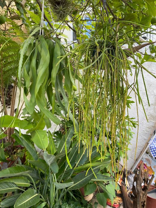 Conjunto de plantas Epiphyllum