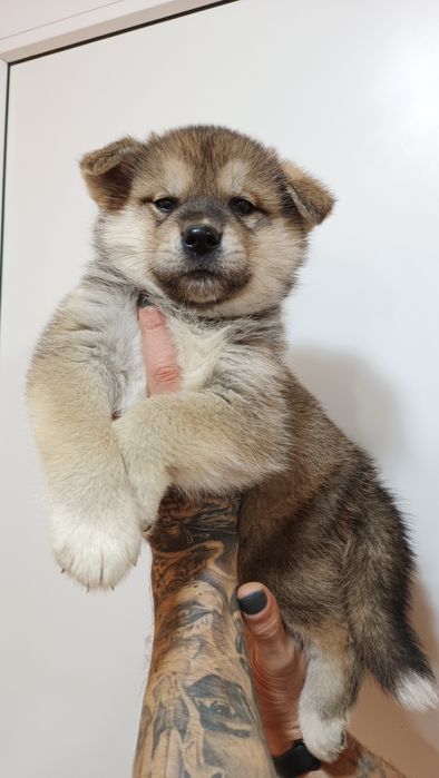 Продаж акітята---