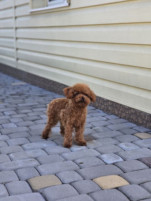 Teddy пудель, чудова дівчинка