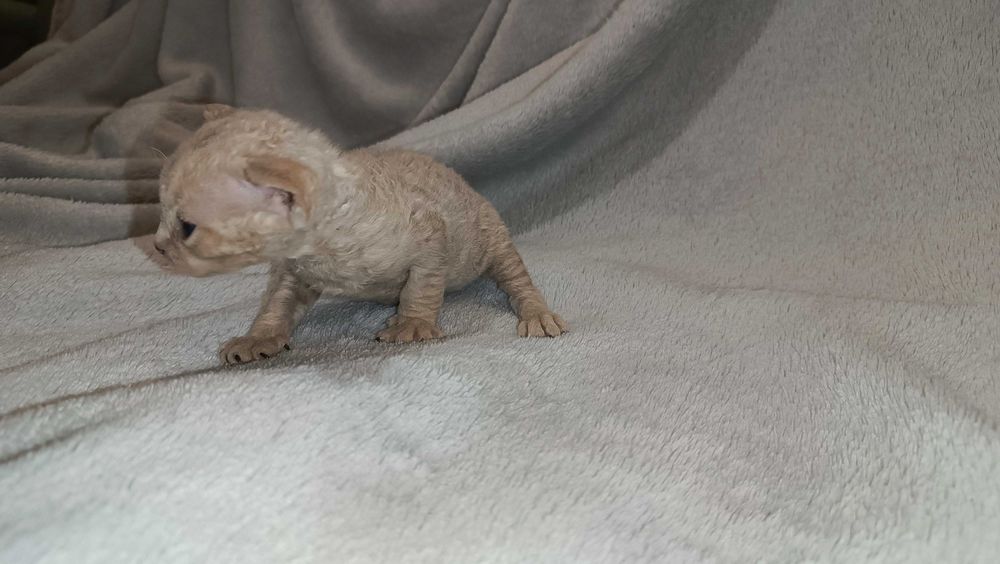 Devon Rex kocięta