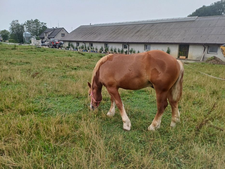 Ogierek zimnokrwisty