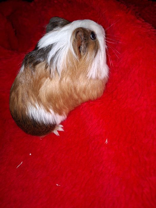 Świnka Morsja samczyk