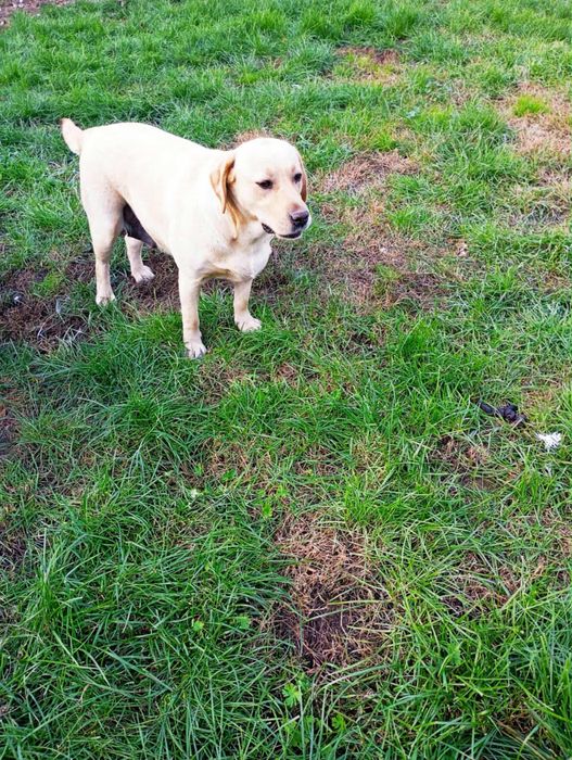 Oddam w dobre ręce labradora