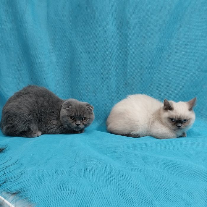 Шотландські кошенята