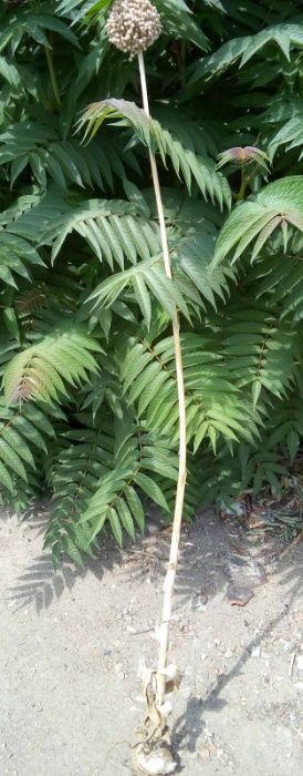 Лукочеснок посадочный озимый "Рокамболь"