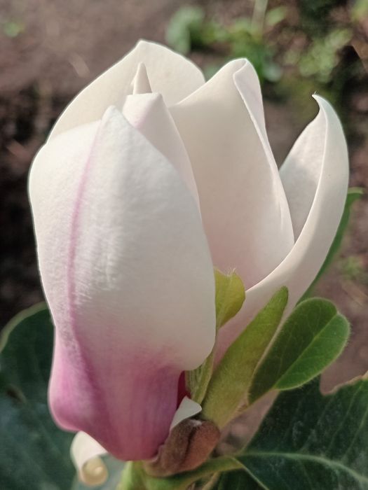 Магнолія Суланжа Джені Сенсація Альба Нігра Дафні Вулкан Енн Рустіка