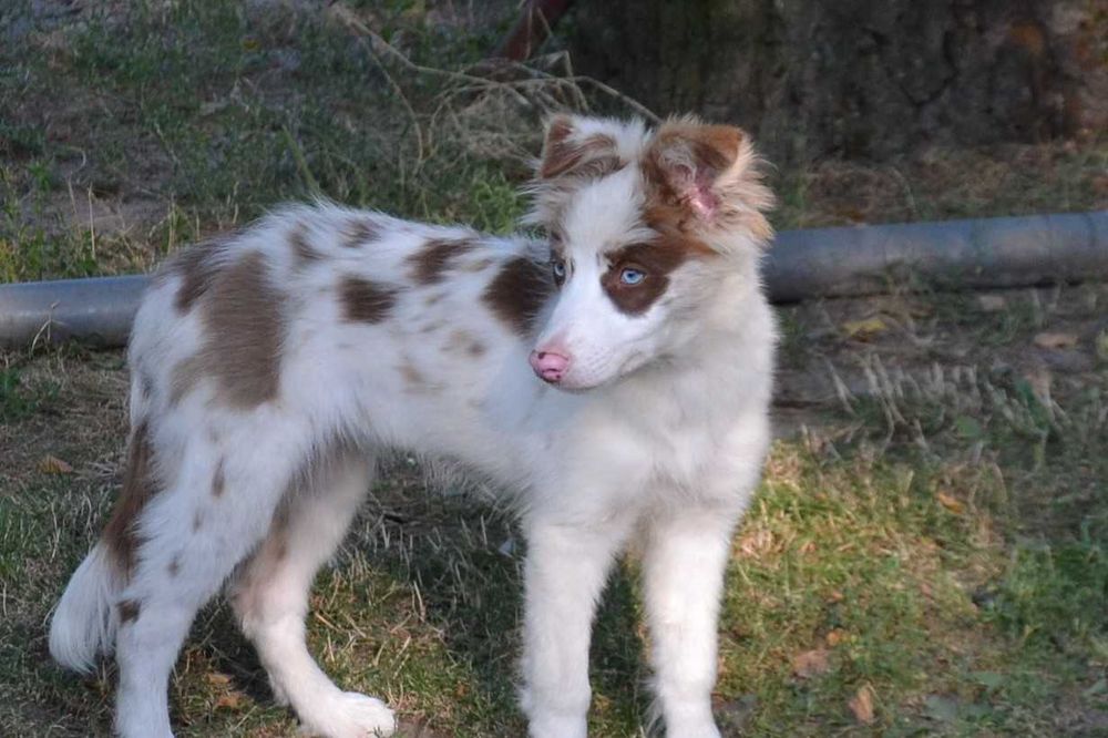 Border Collie suczka