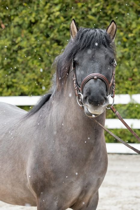 Konik Polski Ogier HANNYS