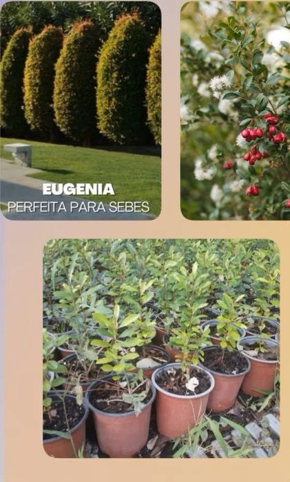 Plantas eugénias para sebes ultimas unidades