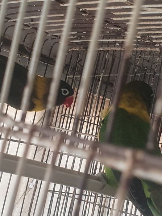 Personatus casal,  preço do casal 40 euros
