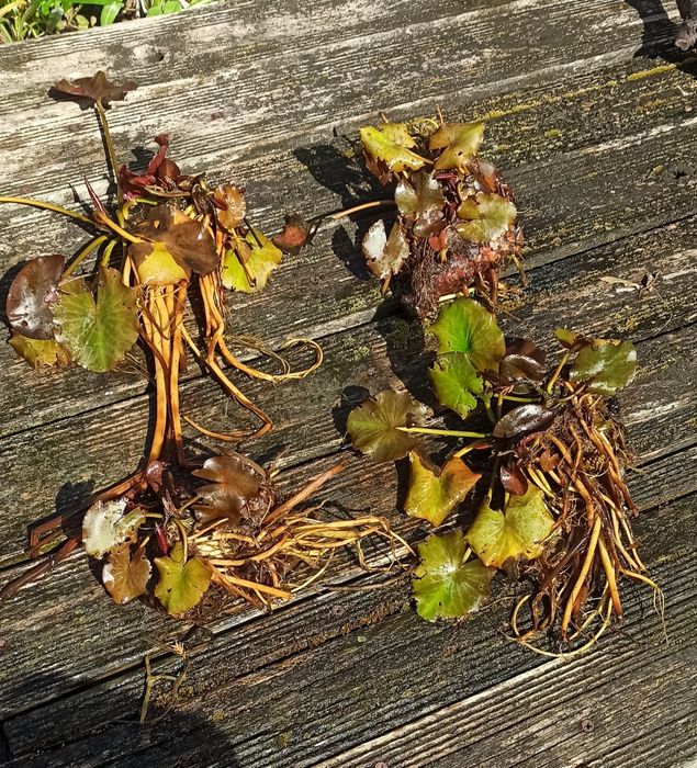 Nenufares " Nymphaea tetragona"