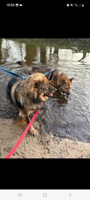 Mushu roczny super pies do adopcji