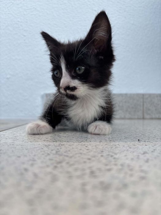 Gatinha para adoção responsável