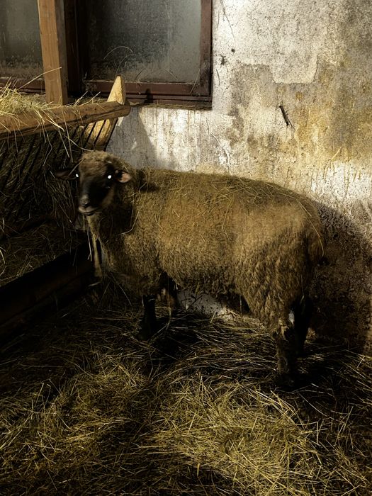 Sprzedam barana czarnoglowke miesny