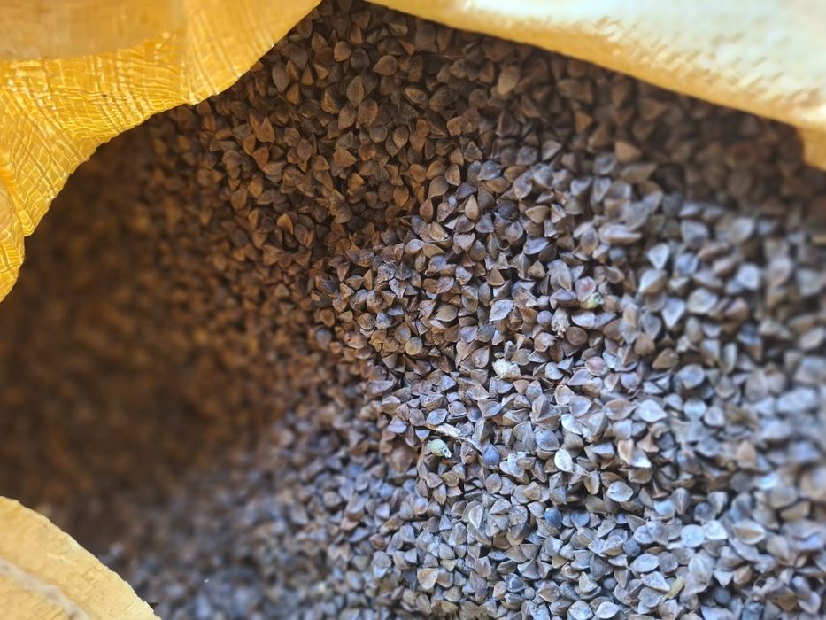 Gryka odmiana  Smuga