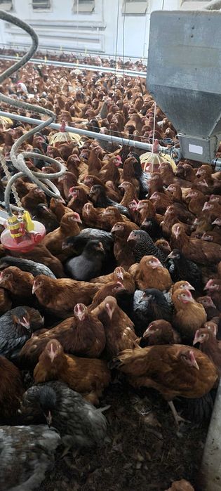 Kury nioski młode Rosa Messa z pierwszym jajkiem. Zapraszam.