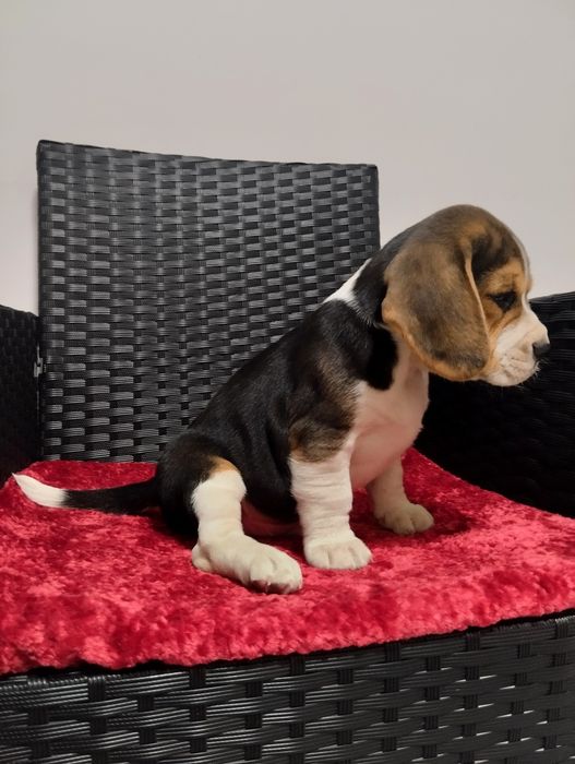 Suczka Beagle szczeniak
