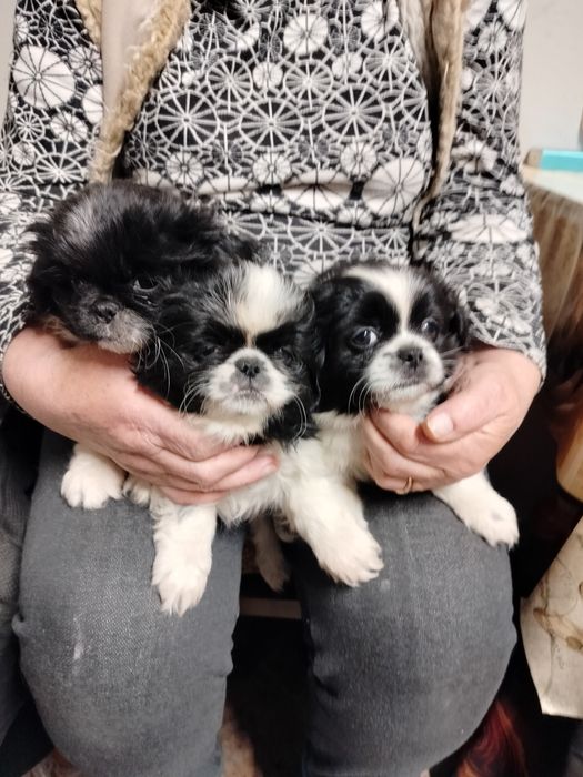 Sprzedam suczki Shitzu