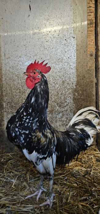 Koguty wlasnego lęgu