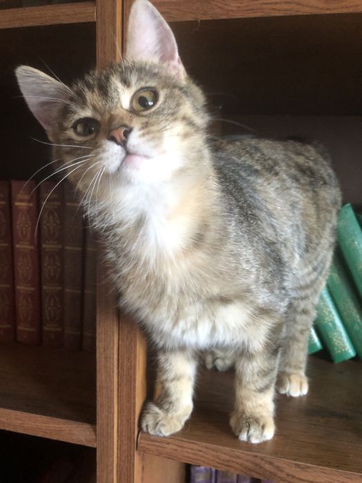 Кошеня-тигреня у пошуку  ніжності та ласки