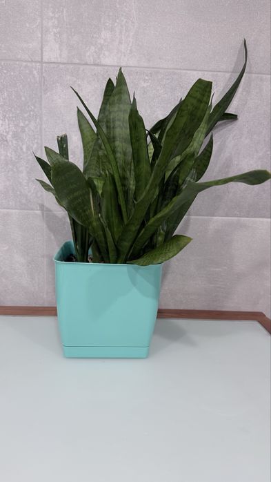 Тещин язин сансевʼєрія великий вазон