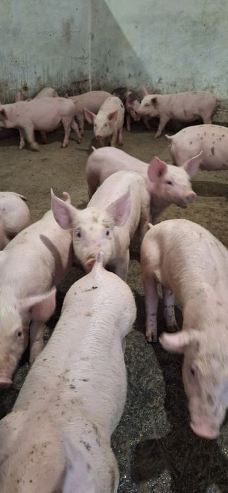 Продам поросята різної породи 7000грн за пару с.Зелений Гай