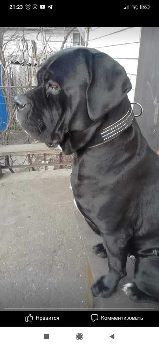 Кане корсо хлопчик сірий велетень