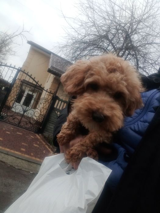 Підрощений Мальтіпу F2 хлопчик.