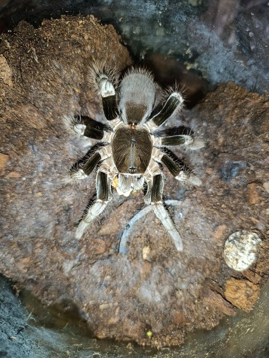 Hysterocrates Gigas