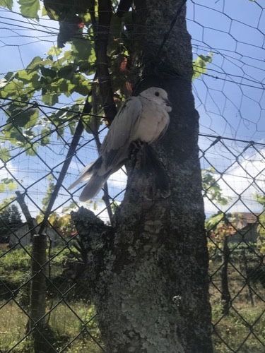 Pombas brancas, pombas de leque e rolas.