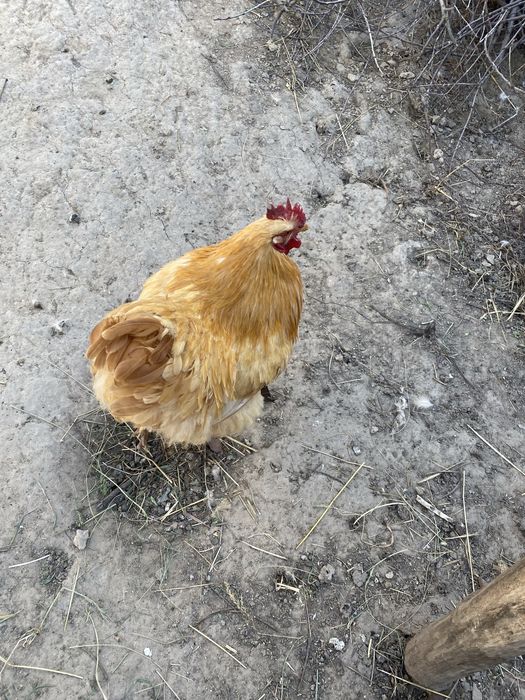 Продам півні  є вибір