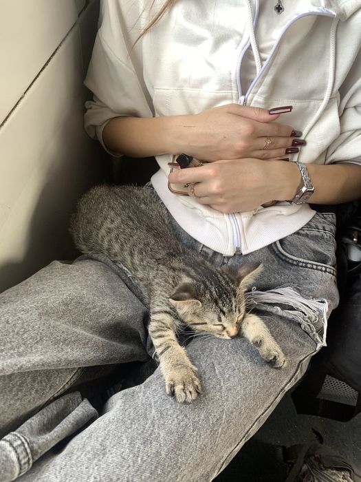 маленьке кошеня